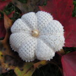 Lacy Pin Cushion