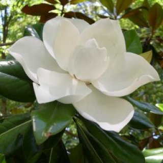 Profile picture of Carol Gompper