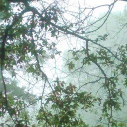 Profile picture of Adrielle Hanes