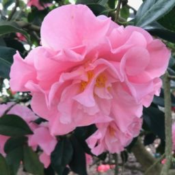 Profile picture of Laura D. Loucas