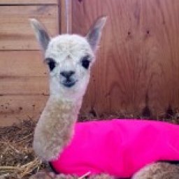 Profile picture of Paula Koch