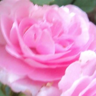 Profile picture of Rosemary Sheffer