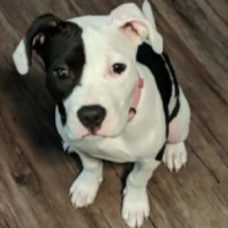 Profile picture of Marie Pierre Roanhorse