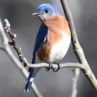 Profile picture of Andrea Ceonzo