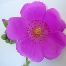 Profile picture of Louise Ahles-Kedziora