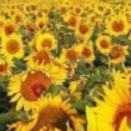 Profile picture of Diane Erickson