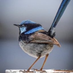 Profile picture of Jane Common