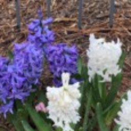 Profile picture of Elizabeth Bier