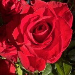 Profile picture of Rand