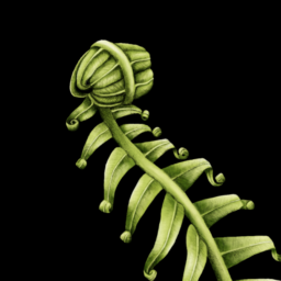Profile picture of Audrey Lauriston