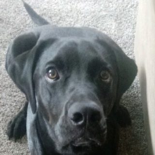 Profile picture of Fran Scholl