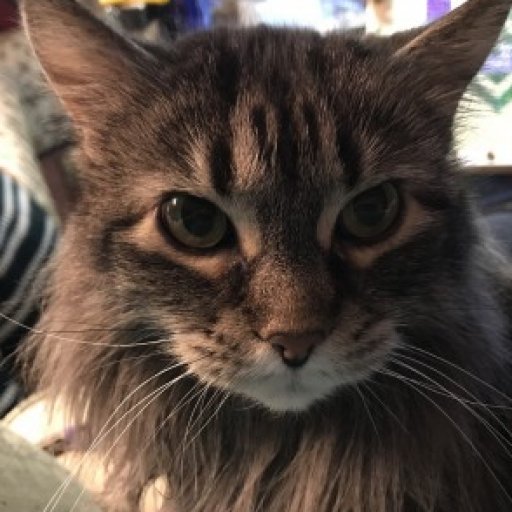 Profile picture of Linda Busalacchi
