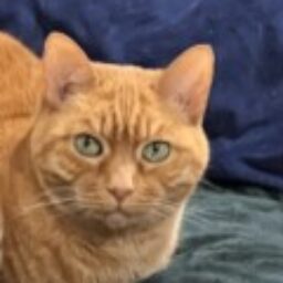 Profile picture of Denise McLoughlin