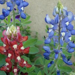 Profile picture of LeeAnna Kroll