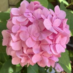 Profile picture of Tracie Tillman