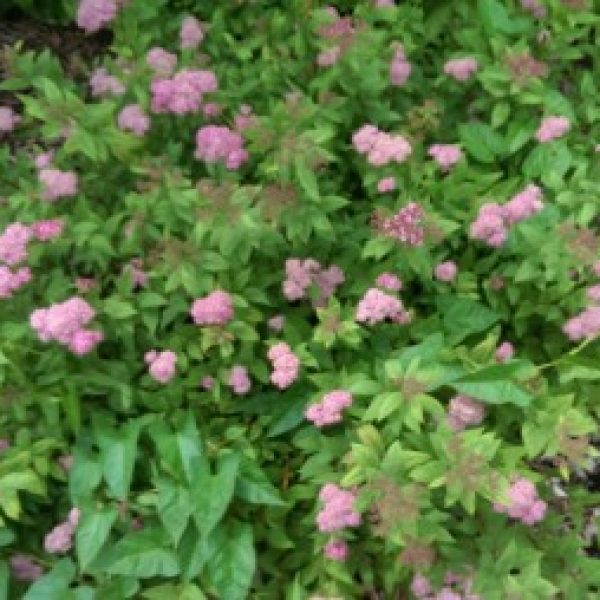 Profile picture of Mary Italiano Layman