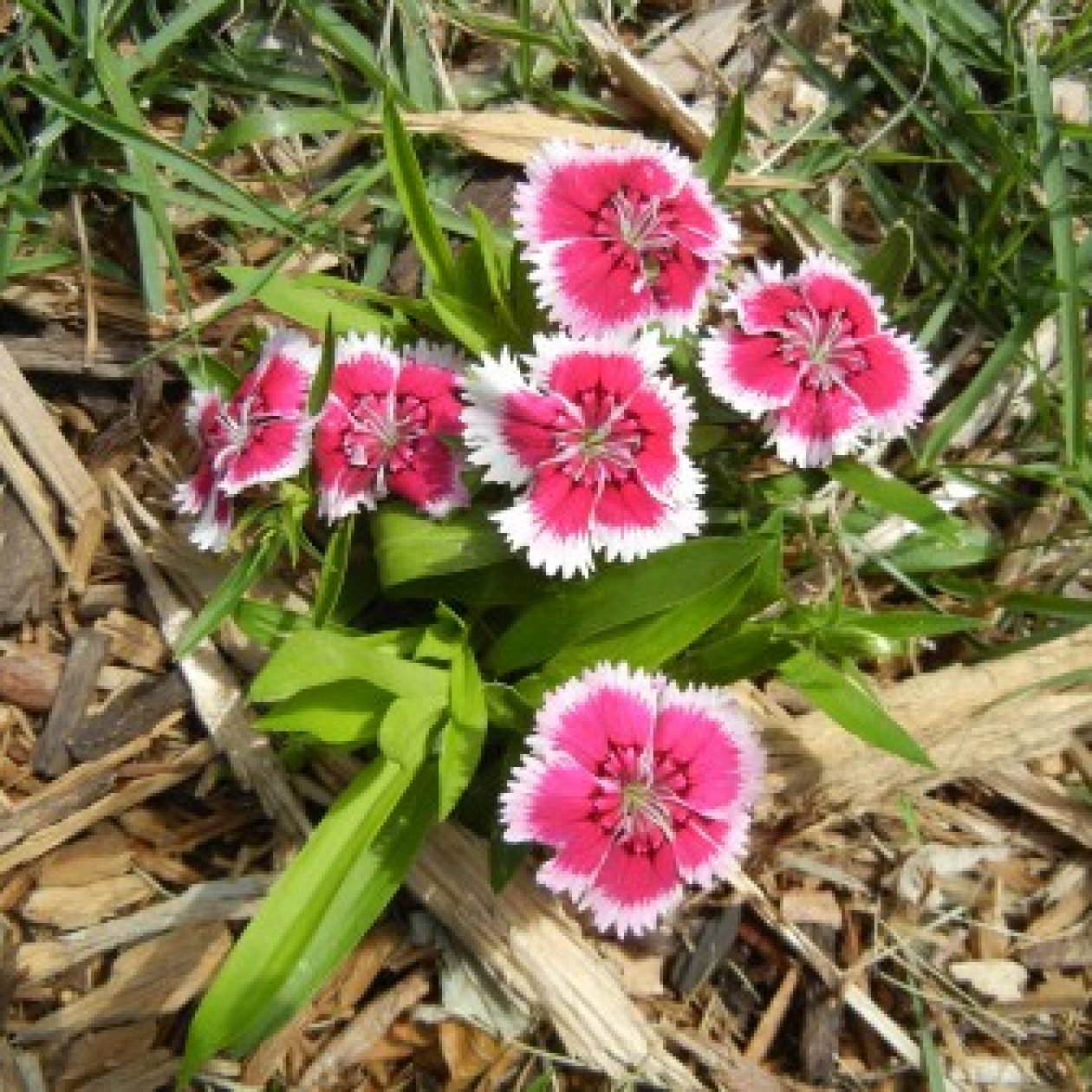 Profile picture of Jakica Tancabelic