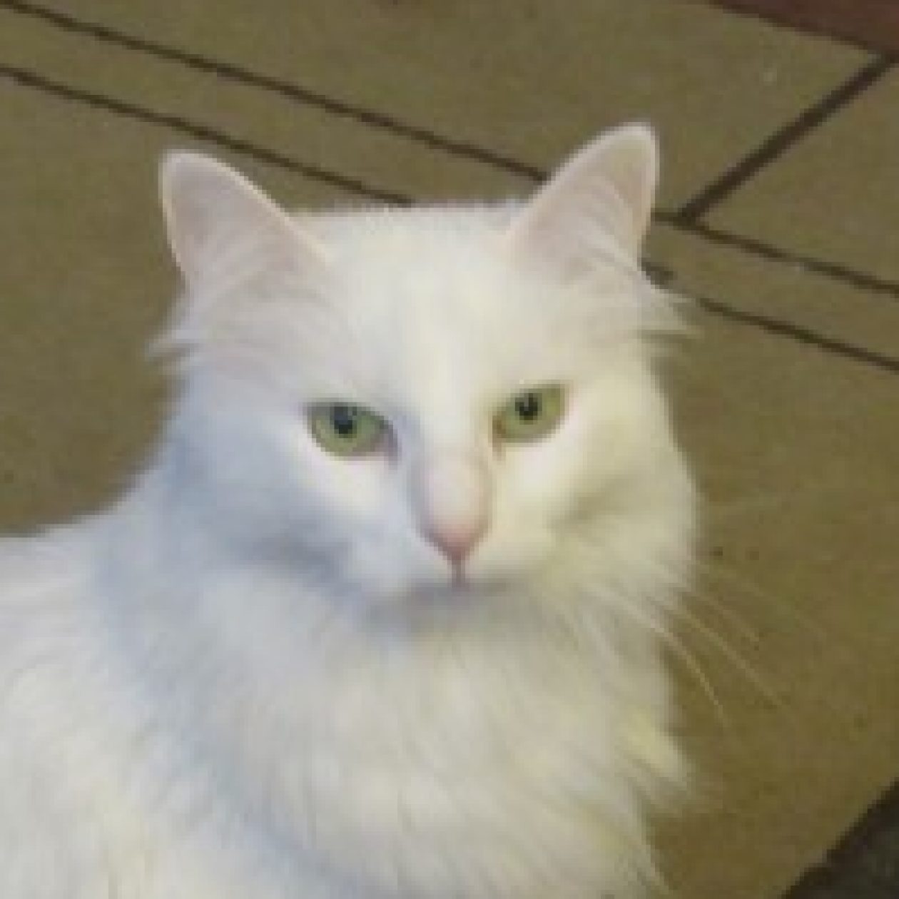 Profile picture of Barbara Downey