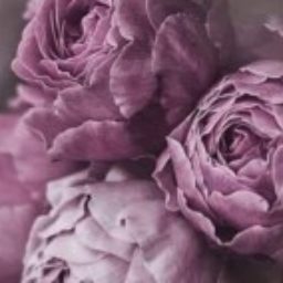 Profile picture of Tammy Gamma