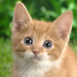 Profile picture of Diane Rudin